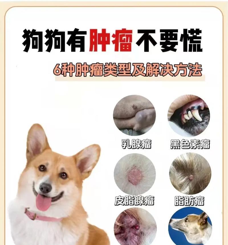 治疗狗狗痔疮的有效方法（了解痔疮的症状和原因，采取适当的治疗措施帮助狗狗恢复健康）