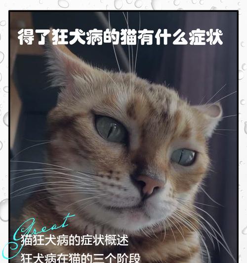 探讨猫咪肾衰竭的危害及治疗方法（猫咪肾衰竭，宠物主人需要了解的重要信息）