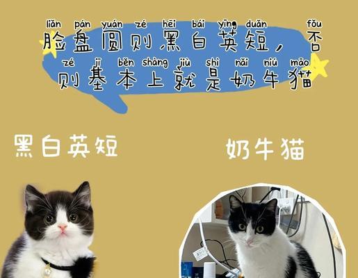 乳白英短与田园猫（乳白英短与田园猫的性格、外观和生活习性的比较分析）