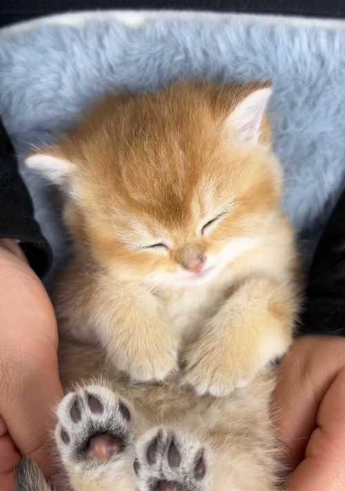 睡醒发现猫咪睡枕边的温馨时刻（猫咪陪伴入眠，枕边的爱意满满）