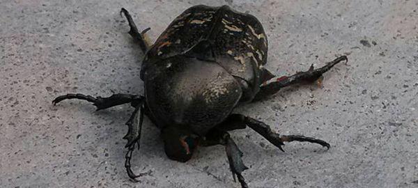 小狗身上黑色的虫子圆形（揭秘小狗身上的黑色虫子，它们是什么？）