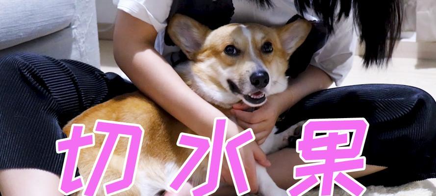 如何训练狗狗看平板（培养狗狗的数字素养，让它与科技同行）