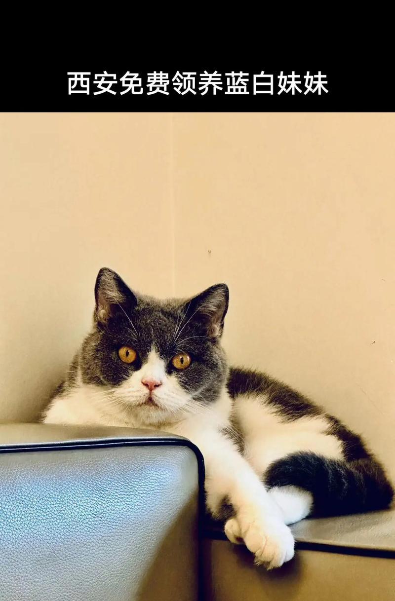 宠物英短猫的魅力与特点（一起探索宠物英短的迷人之处）