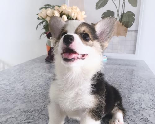 博美咳嗽不止，咳咳咳咔的背后原因及治疗方法（探究博美长时间咳嗽背后的问题，并提供有效的治疗方法）