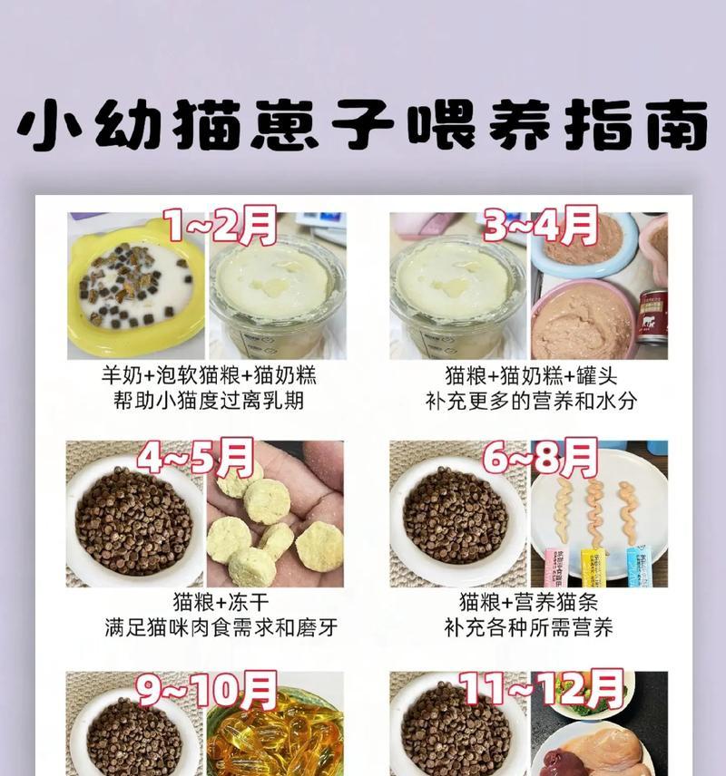 三个月的幼猫应该吃什么？（幼猫饮食需求及适宜食物）