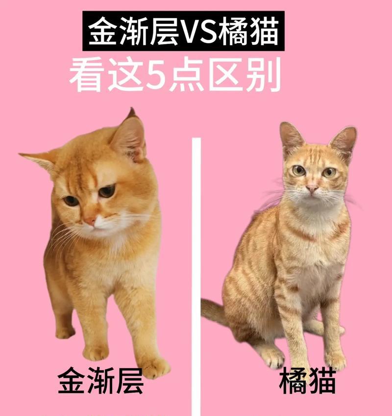 如何让田园猫橘猫脸变胖（探索田园猫橘猫脸胖的秘密）