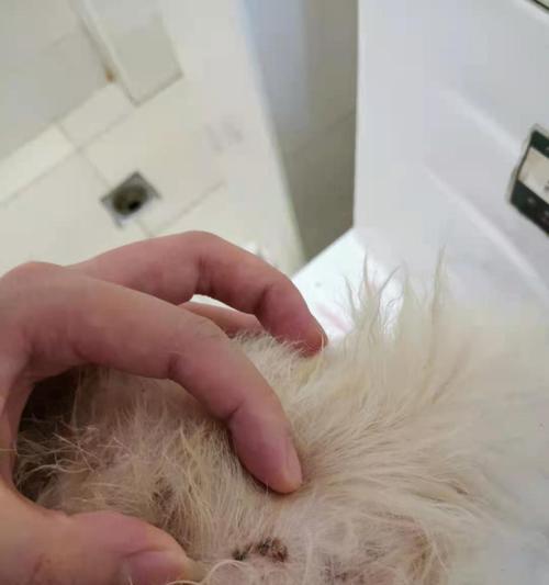 狗狗身上的黄斑（黄斑病变与狗狗眼健康之间的关系）