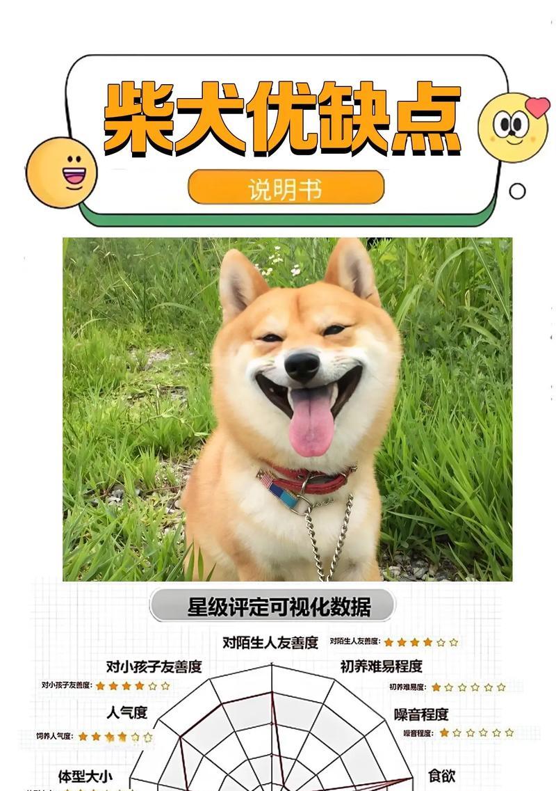 为什么养柴犬的人很少？（探寻柴犬不受欢迎的原因及解决方法）