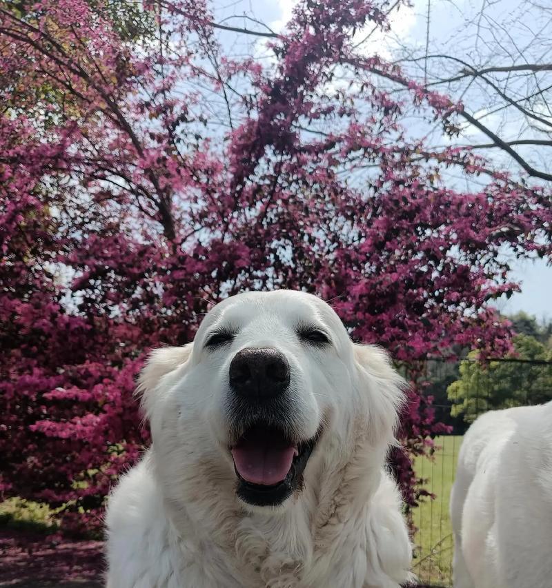 如何照顾陌生狗狗（温暖、耐心、安全）