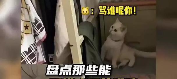狸猫究竟能否听懂人话？（神秘的狸猫是否真的能够理解人类语言？）