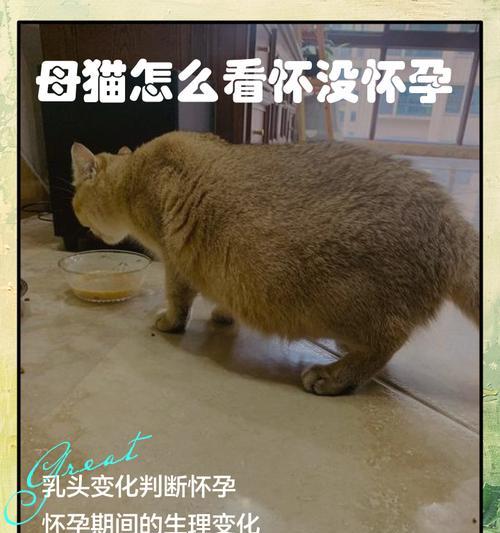 母猫绝育半年后肚子大了（探究母猫绝育术后出现腹部肿胀的原因和处理方法）