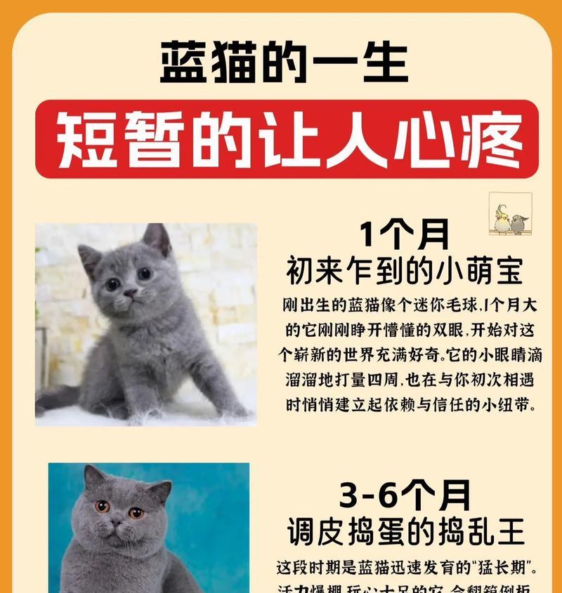蓝猫正常成长需要多少天？（探究蓝猫成长周期及关键因素）