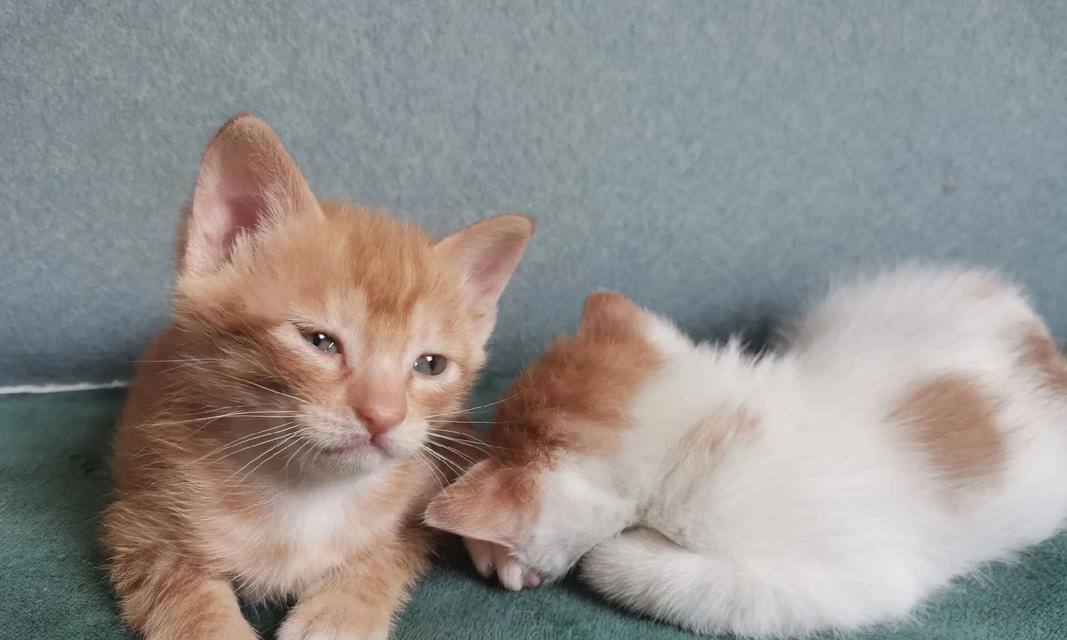 猫崽多少天能送给别人？（养猫崽的时间节点与关键考量）