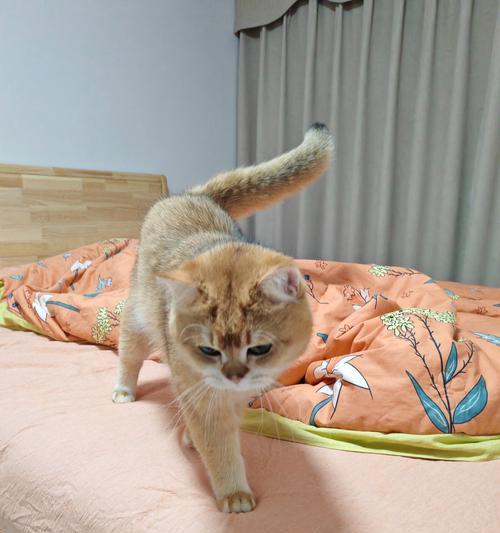 猫咪听了就会赶快过来的声音是什么？（探秘诱使猫咪前来的神奇声音）