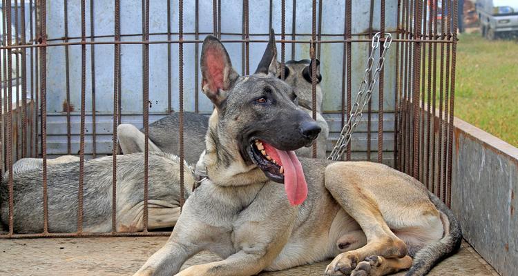 纯种虎斑犬（逆袭战士的秘密武器与训练方法）