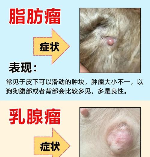 狗狗皮脂腺问题的治疗方法探析（以狗狗皮脂腺治疗为主题的综合指南）