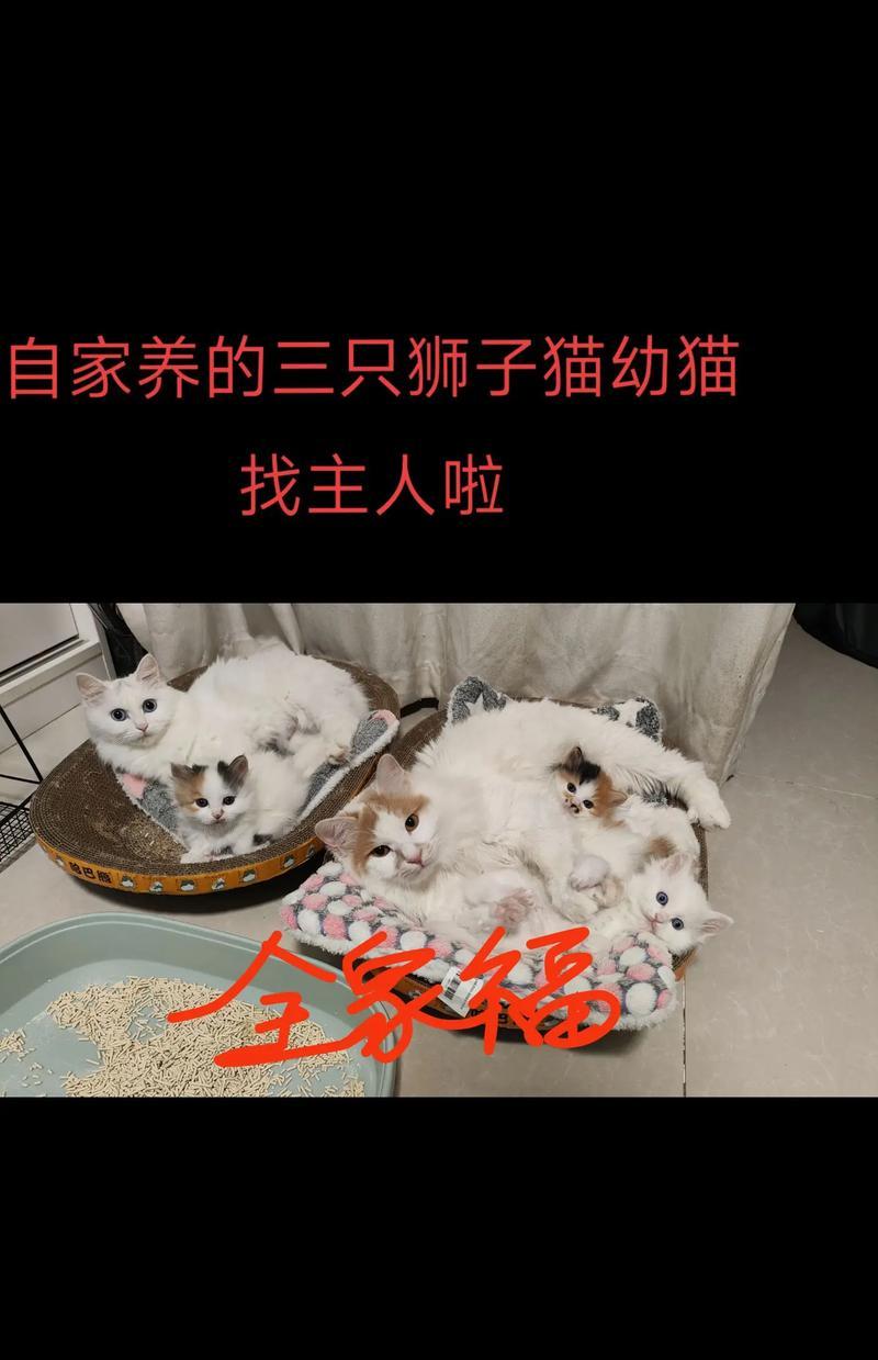 猫咪换主人的影响（探讨猫咪主人变动对猫咪及其新主人的影响）