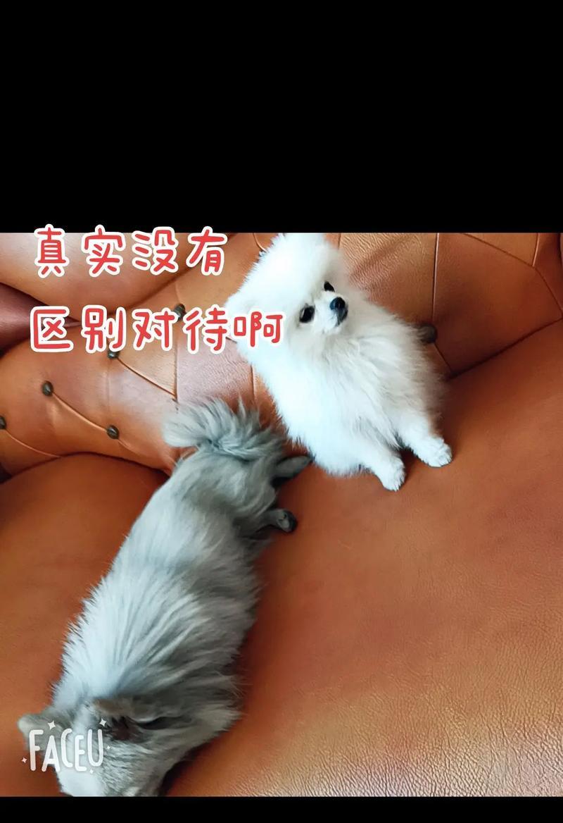 博美犬关在笼子里叫声不止，如何解决？（了解博美犬叫声原因与应对策略，让你与毛孩共度宁静时刻）