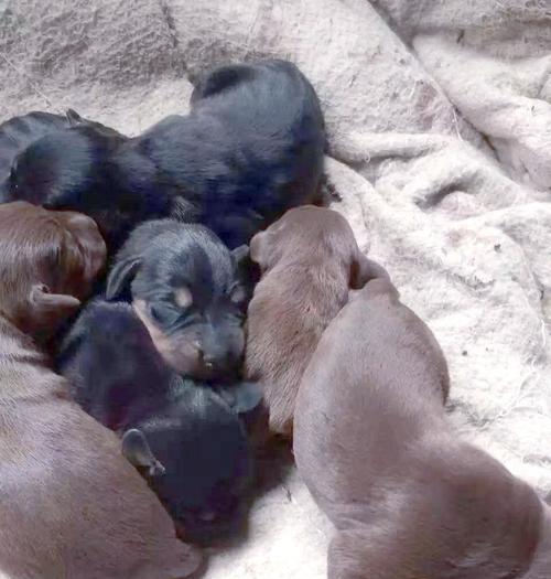 以太仓犬与猎梗犬（探讨两个犬种的特点与优劣，帮助选择合适的宠物伴侣。）