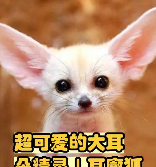 敖犬的耳朵奇怪之谜（探究敖犬耳朵形态的原因与意义）
