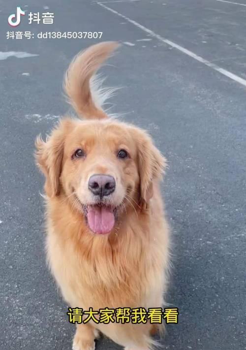金毛犬补钙指南（金毛犬补钙时间和方法详解，让你的宠物健康成长！）