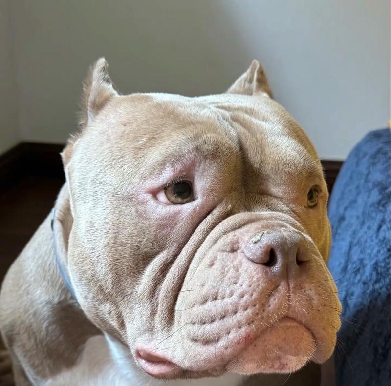 温柔可爱的金毛犬（寻找最适合家庭的宠物伙伴）