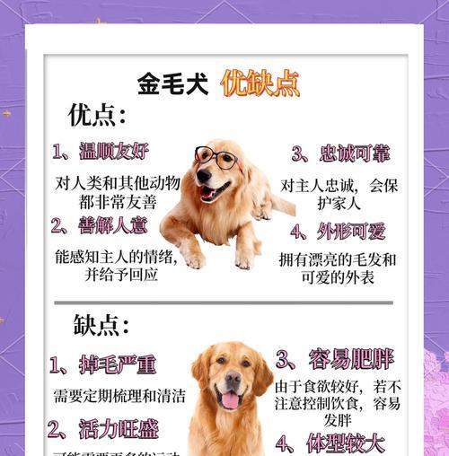 金毛犬的品质与特点（如何判断一只金毛犬的优劣）