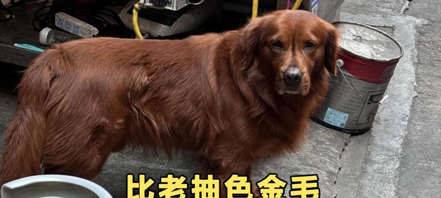 金毛之色——探索金毛犬的多彩外貌（金毛犬毛色的变化与特征及如何选择合适颜色的宠物）