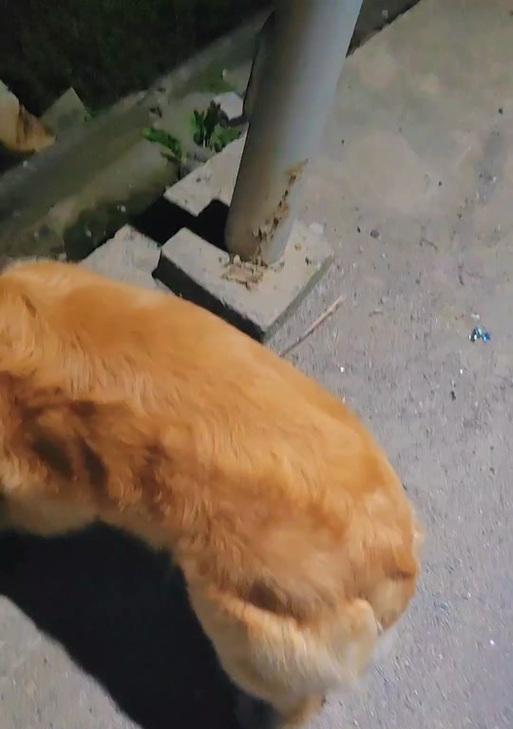 金毛犬的标准体重及饮食需求（了解金毛犬的体重和饮食需求，让你的宠物更健康）