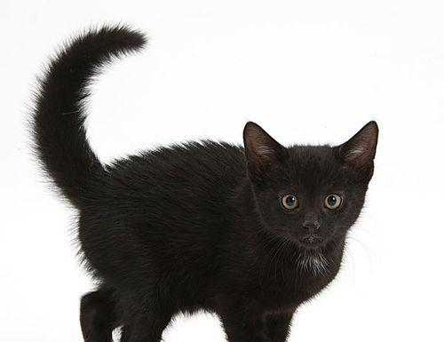 刚出生一天的小猫为何会拉黑色大便？（探究小猫新生儿黑色大便的原因及应对方法）