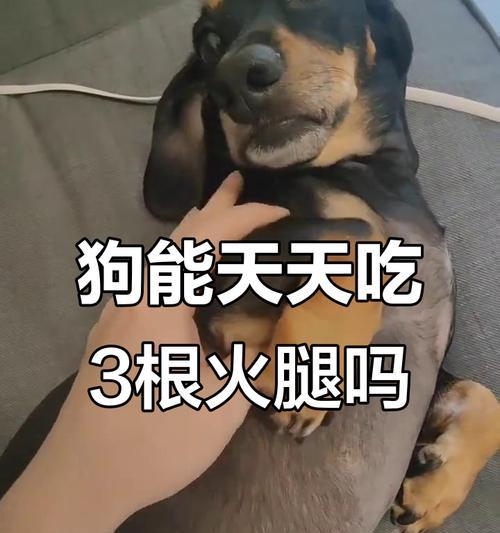 狗吃了火腿肠的包装会有什么后果？（揭秘狗吞食火腿肠包装的潜在风险与解决方案）