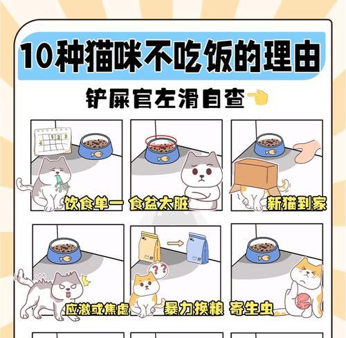 小猫不肯吃猫草？如何解决这个问题！（培养小猫吃猫草的方法和技巧。）
