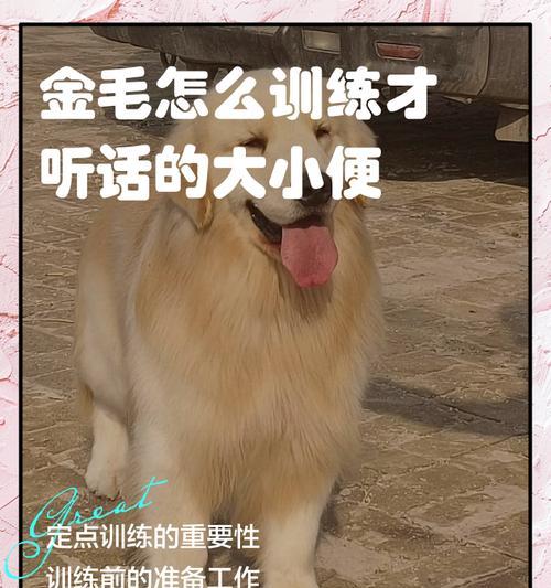 金毛犬如何健康增重？（通过适当的饮食和锻炼，让金毛犬增重变得更健康）