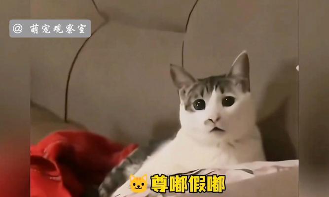让小猫听主人的话的秘密（培养良好的主人与猫之间的沟通关系）