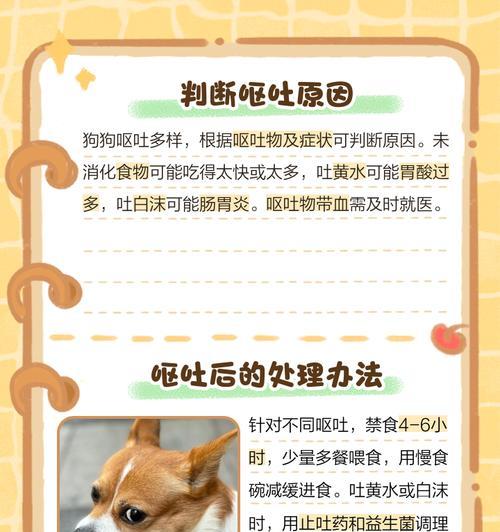 如何解决狗没有拉屎的问题？（为你的爱犬提供舒适的消化环境）