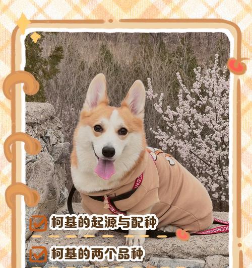 狗不配主人？怎么办？（狗主人需关注的几个问题）
