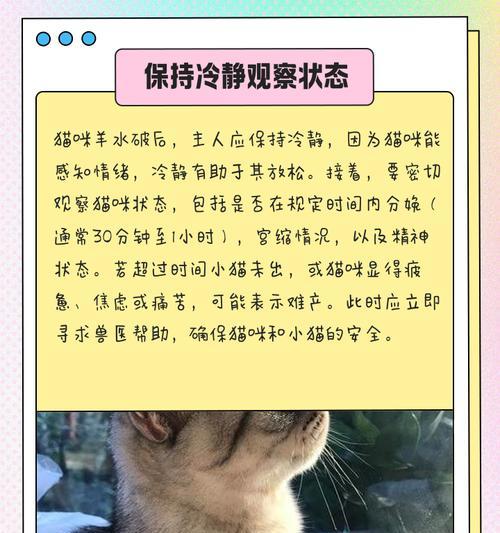 小猫难产自救助方法（救助无助的小猫妈妈，保护新生命）