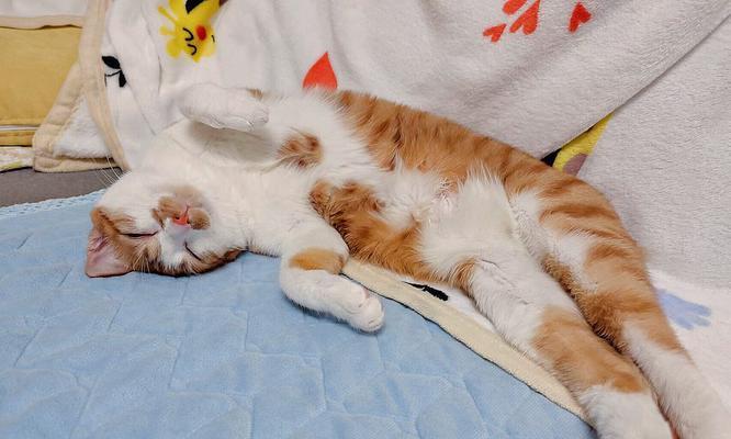 小猫专属睡眠时光——两个月的小猫特别爱睡觉（揭秘小猫为何爱睡觉与如何正确引导）