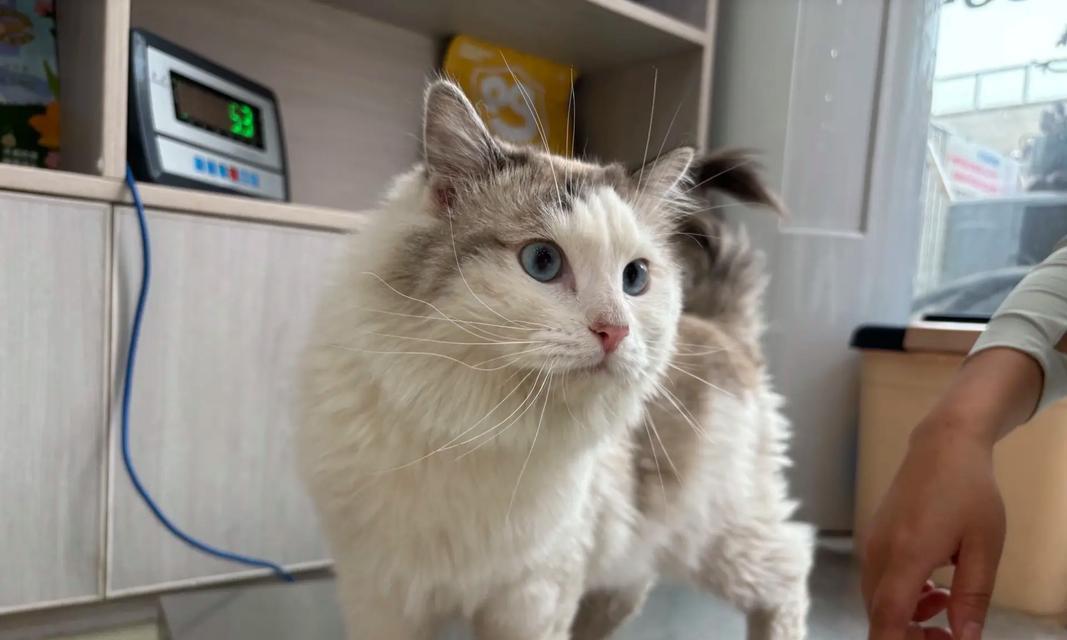 公猫绝育后持续叫声究竟是什么原因？（探究公猫绝育后持续叫声的可能原因及解决方法）