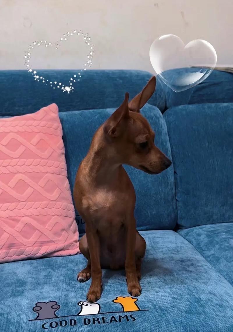 如何解决小鹿犬频繁叫声问题（消除小鹿犬叫声的有效方法）