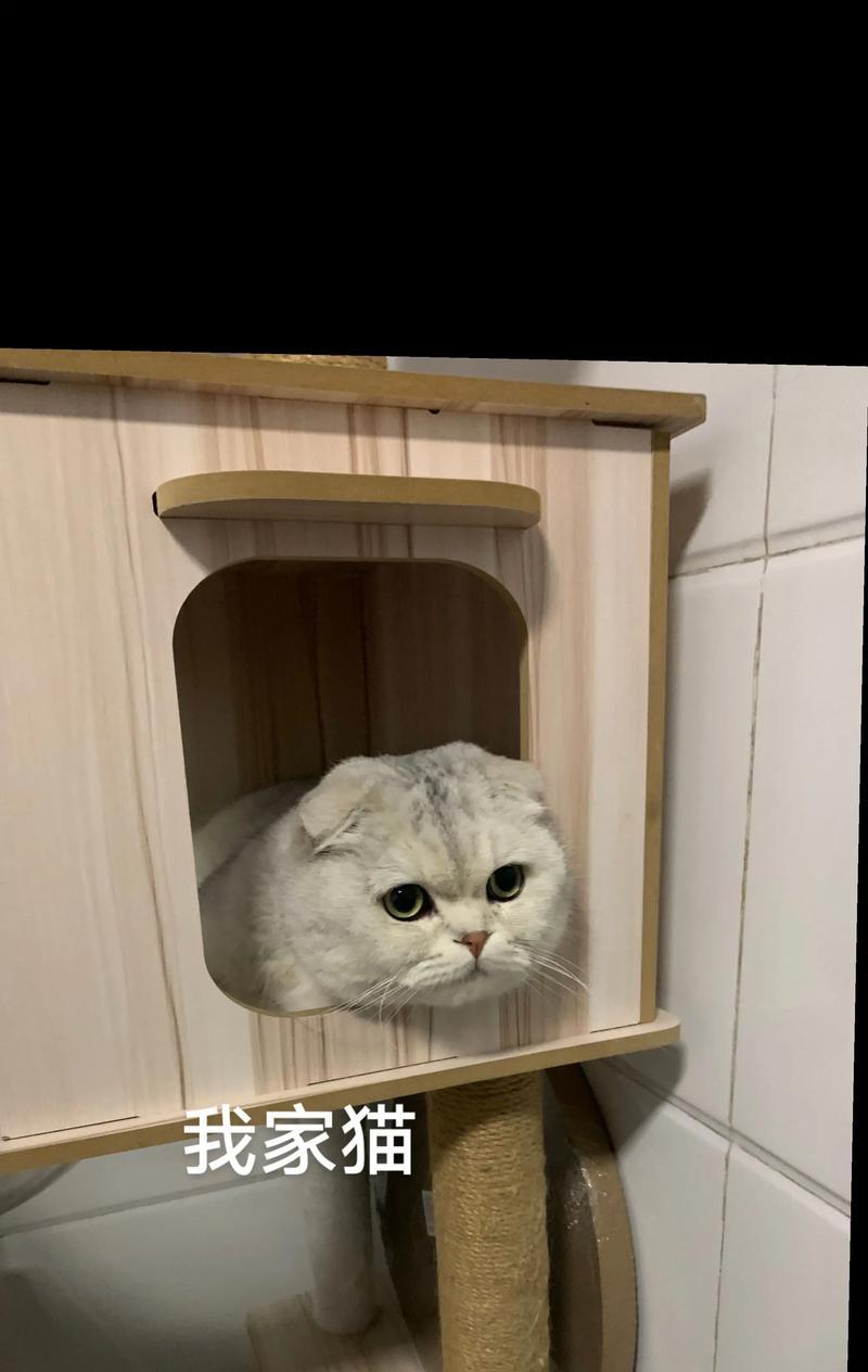 如何解决银渐层猫不让抱的问题（温柔亲近银渐层猫的有效方法）