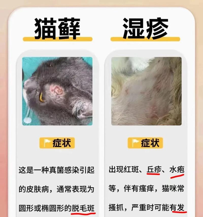 如何避免被猫传染猫藓？（有效的防范措施与健康建议）