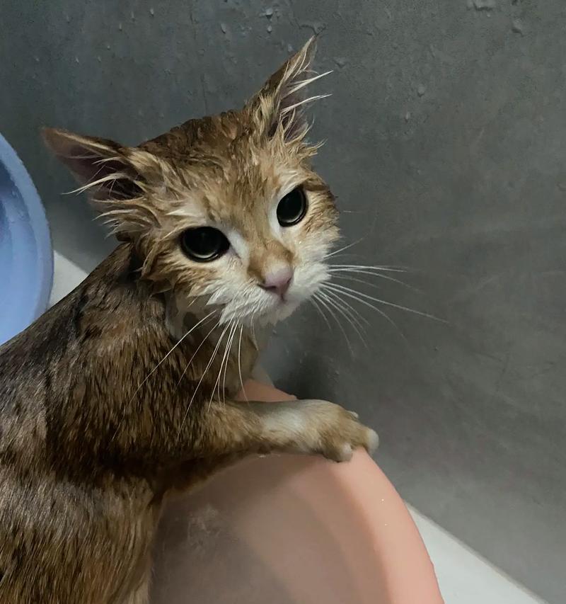 猫为什么喜欢拱腋下（揭开猫喜欢拱腋下的神秘面纱）