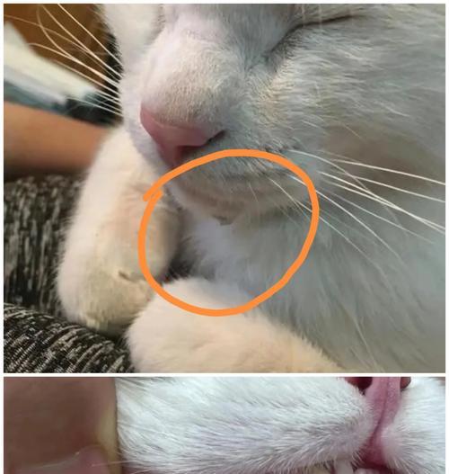 小猫为什么喜欢扑人脚？（探究小猫扑人脚行为的原因与意义）