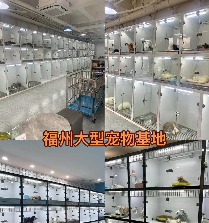 福州景区欢迎宠物狗，共享美好时光（舒适旅行，畅享自然，带上你的忠诚伴侣吧！）