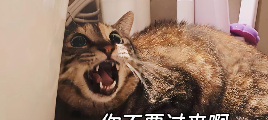 猫咪的低吼哈气（揭秘猫咪低吼哈气的原因和意义）