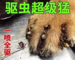 哈里贝贝驱虫宁（一款天然草本驱虫产品，守护您和家人的健康）