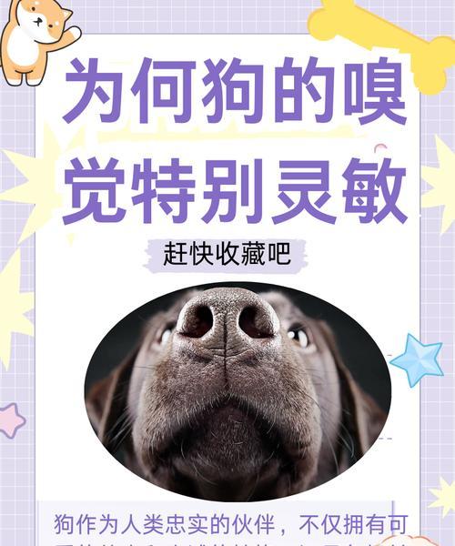 以破鼻狗（探秘以破鼻狗的种类和特点）