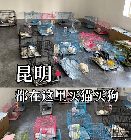 如何选择适合你的萨摩耶狗（掌握关键信息，为萨摩耶狗的选择做好准备）
