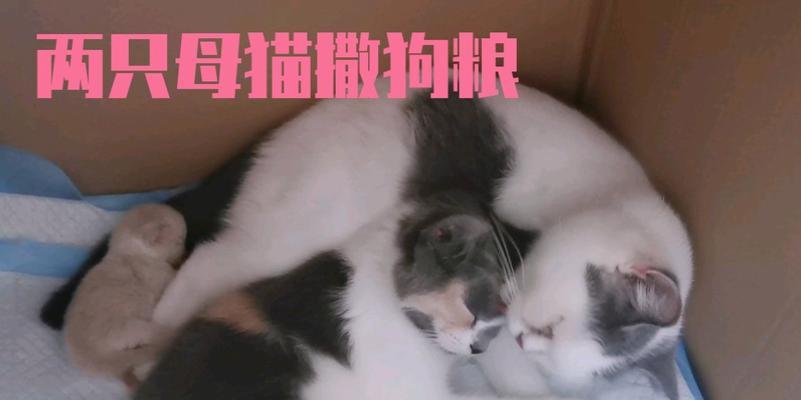 母猫如何选择配偶？（母猫选择配偶的行为和依据）